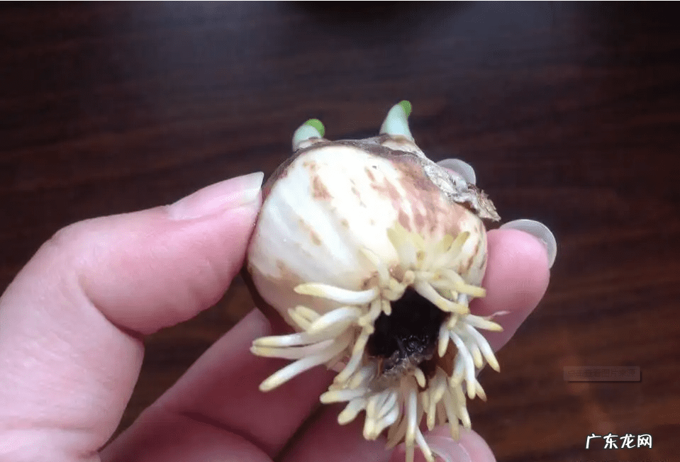 水仙花的风水作用禁忌 水仙的风水