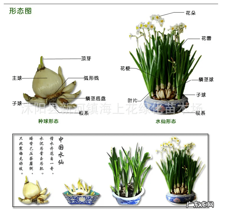 水仙花的风水作用禁忌 水仙的风水