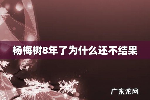杨梅树8年了为什么还不结果