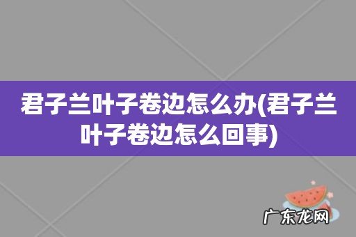 君子兰叶子卷边怎么回事 君子兰叶子卷边怎么办