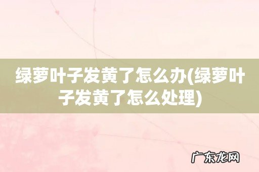 绿萝叶子发黄了怎么处理 绿萝叶子发黄了怎么办