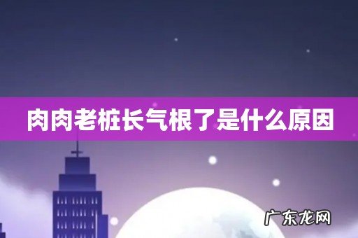 肉肉老桩长气根了是什么原因