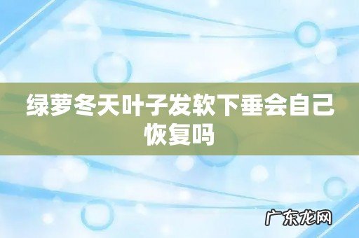 绿萝冬天叶子发软下垂会自己恢复吗