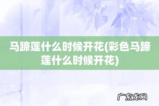 彩色马蹄莲什么时候开花 马蹄莲什么时候开花