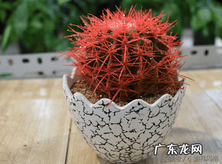 仙人球放在哪里风水好 仙人球风水禁忌