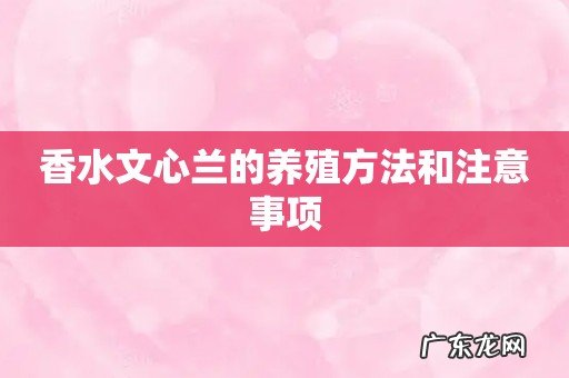 香水文心兰的养殖方法和注意事项