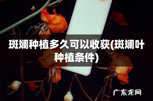 斑斓叶种植条件 斑斓种植多久可以收获