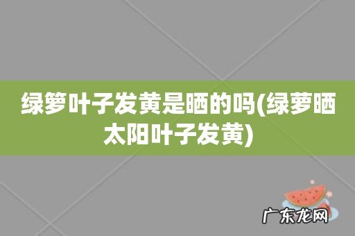 绿萝晒太阳叶子发黄 绿箩叶子发黄是晒的吗