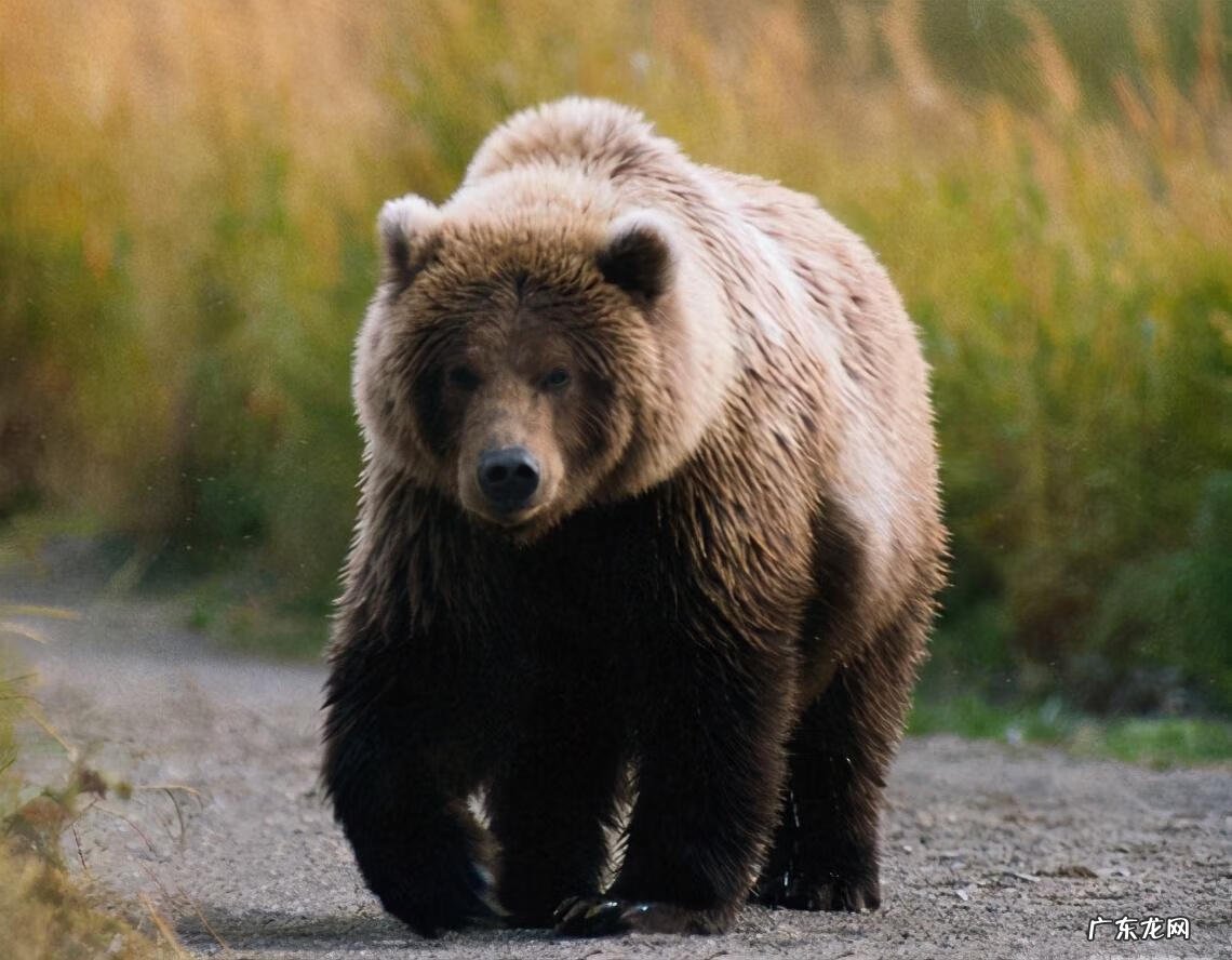 三只熊的故事主要内容 三只熊的故事是什么意思