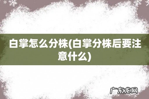 白掌分株后要注意什么 白掌怎么分株