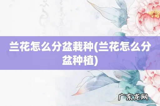 兰花怎么分盆种植 兰花怎么分盆栽种