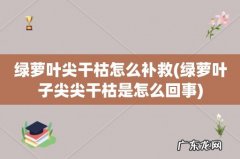 绿萝叶子尖尖干枯是怎么回事 绿萝叶尖干枯怎么补救