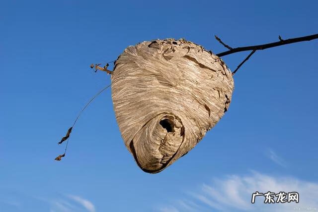 什么的童年作文 童年的作文开头和结尾