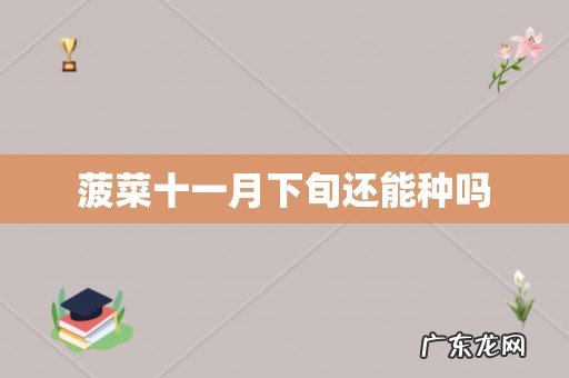 菠菜十一月下旬还能种吗