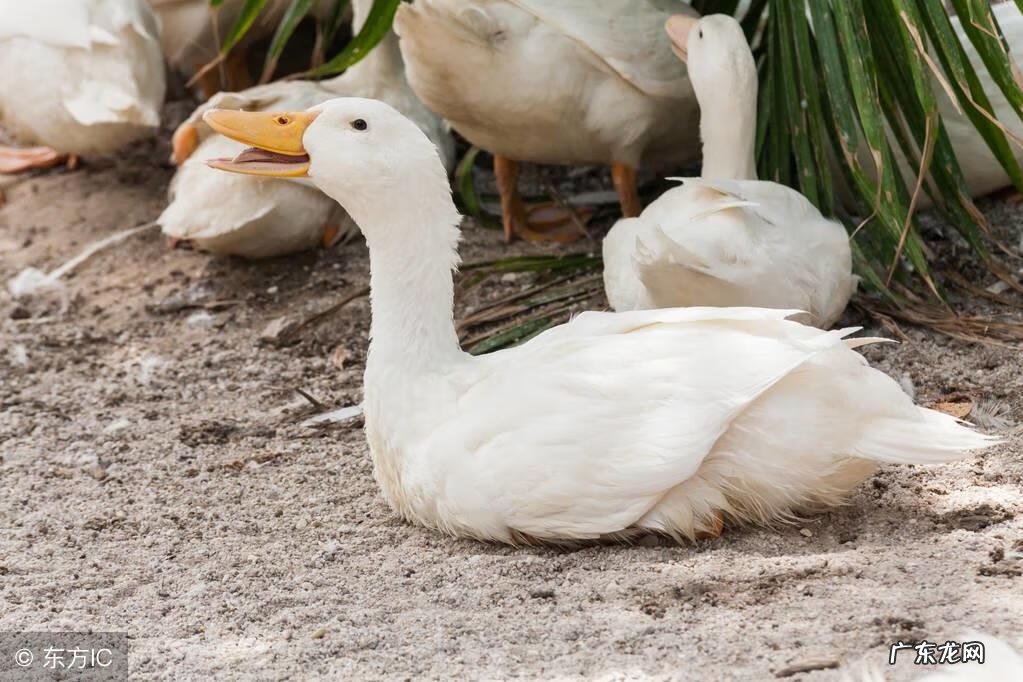 怀孕梦见被蛇咬预示什么 怀孕梦见被蛇咬了