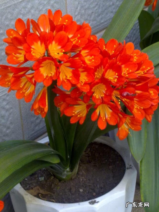 长寿花的风水 长寿花风水寓意是什么