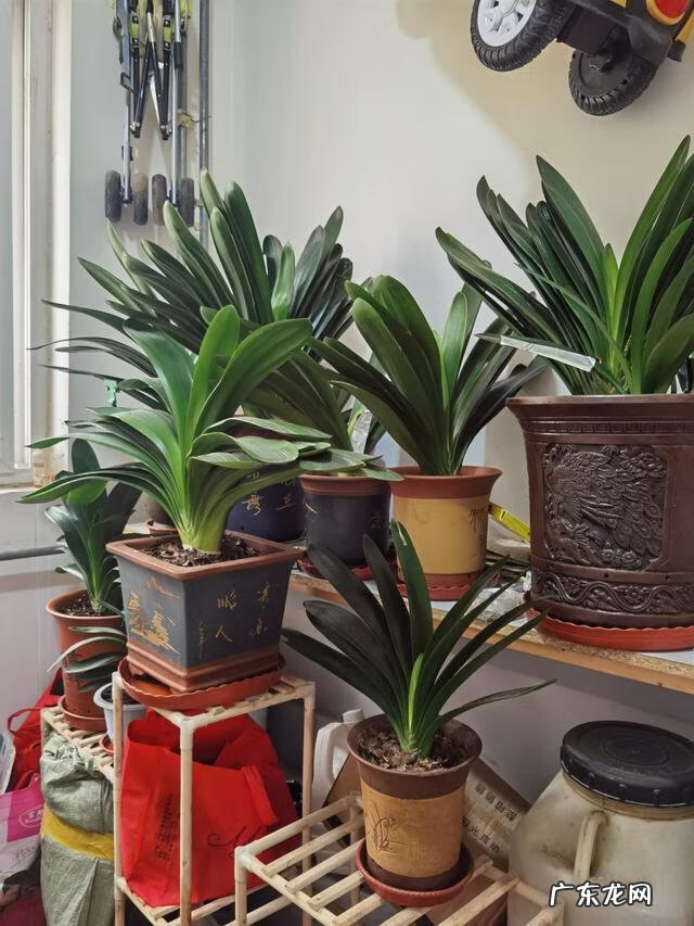 长寿花的风水 长寿花风水寓意是什么