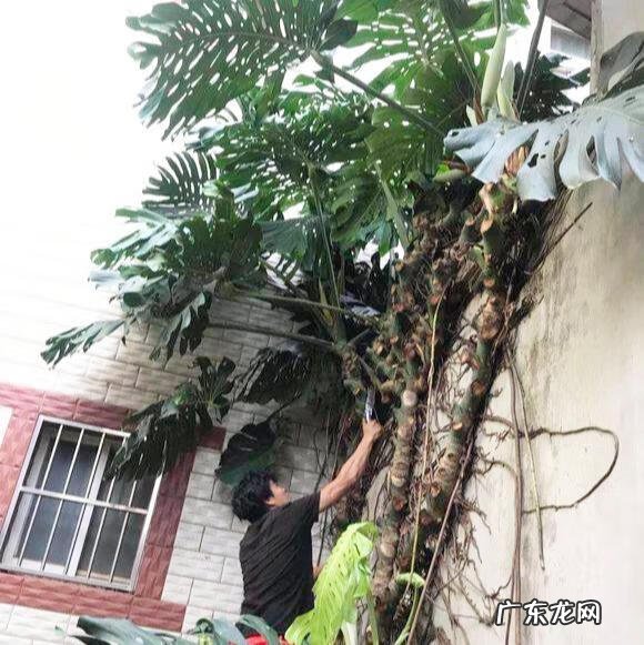 长寿花的风水 长寿花风水寓意是什么