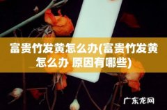 富贵竹发黄怎么办 原因有哪些 富贵竹发黄怎么办