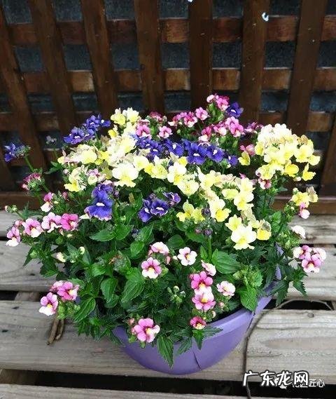 九龙招财风水阵法 五龙祥云风水阵