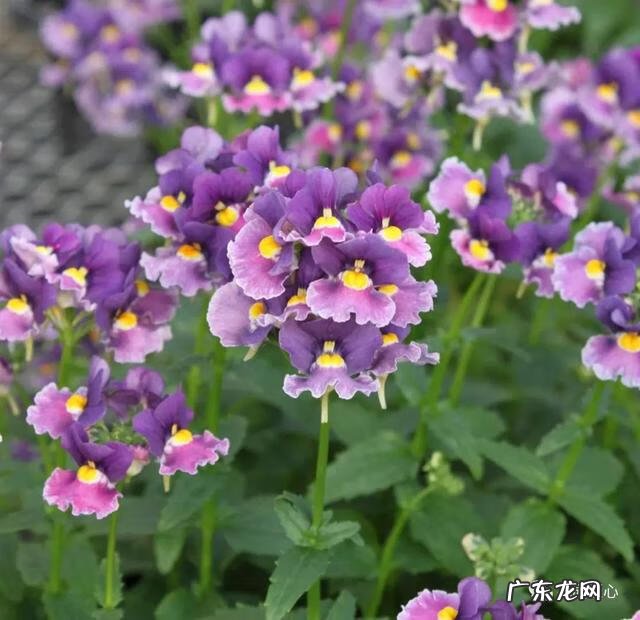 九龙招财风水阵法 五龙祥云风水阵