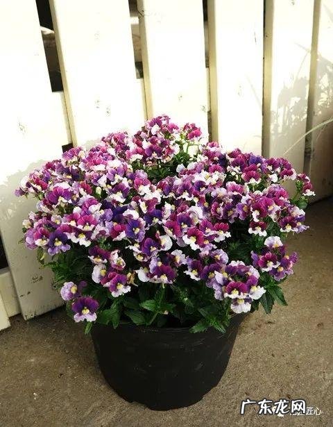 九龙招财风水阵法 五龙祥云风水阵