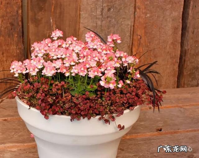 九龙招财风水阵法 五龙祥云风水阵