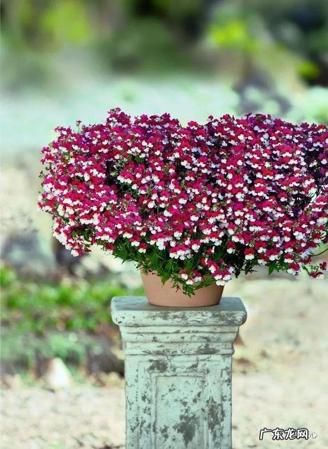 九龙招财风水阵法 五龙祥云风水阵