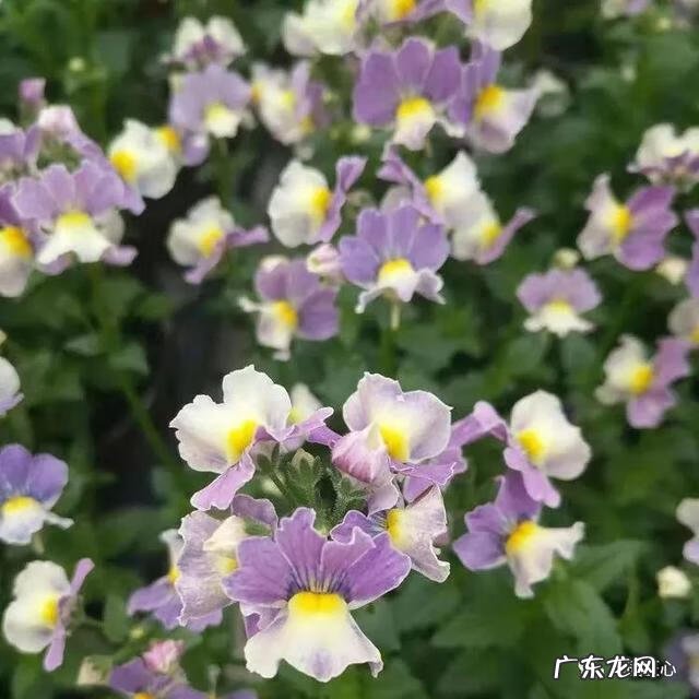 九龙招财风水阵法 五龙祥云风水阵