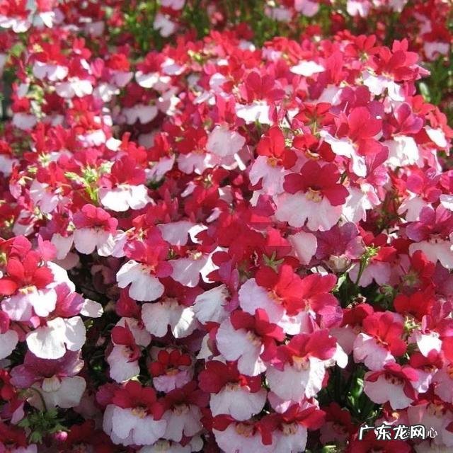 九龙招财风水阵法 五龙祥云风水阵