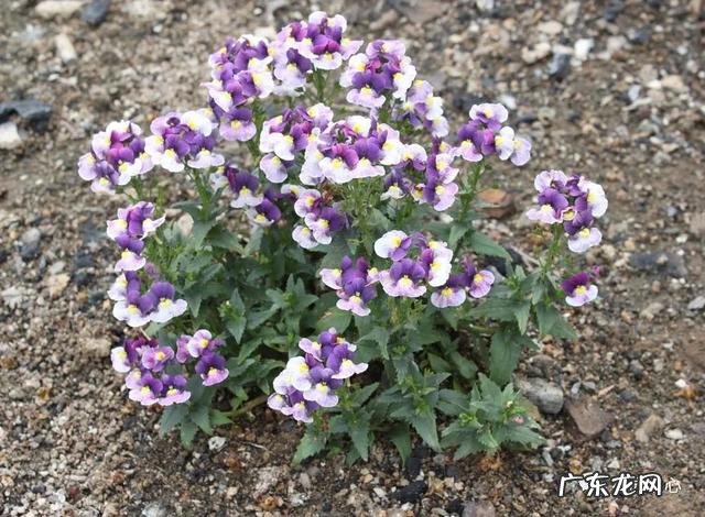 九龙招财风水阵法 五龙祥云风水阵