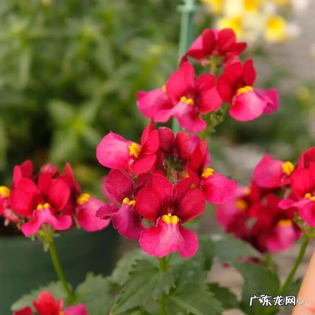 九龙招财风水阵法 五龙祥云风水阵