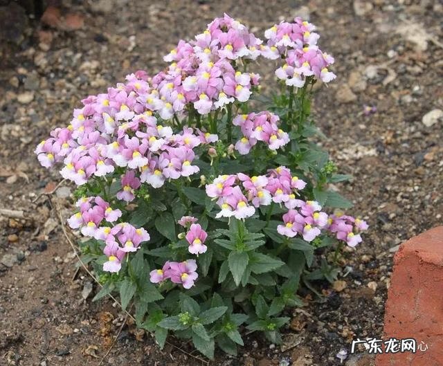 九龙招财风水阵法 五龙祥云风水阵
