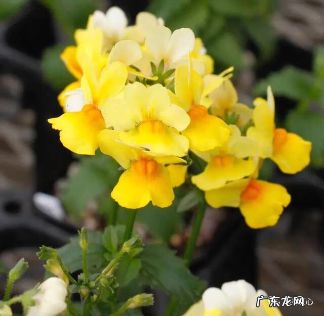 九龙招财风水阵法 五龙祥云风水阵