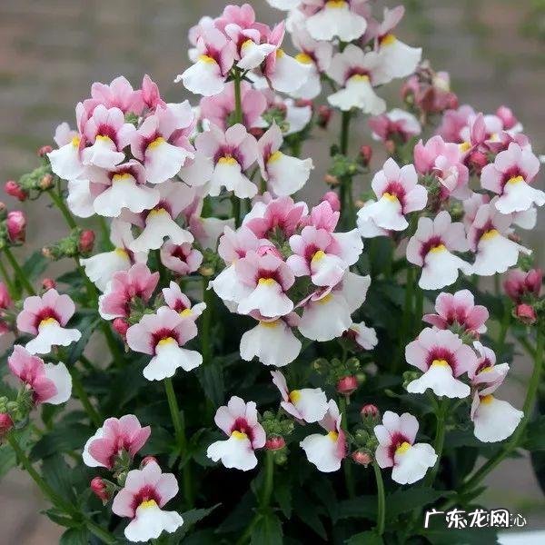 九龙招财风水阵法 五龙祥云风水阵