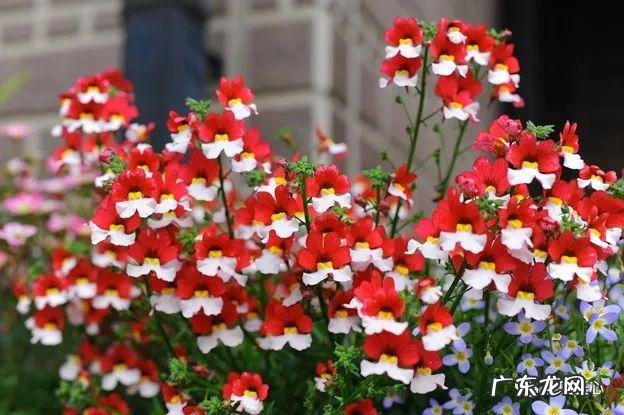 九龙招财风水阵法 五龙祥云风水阵