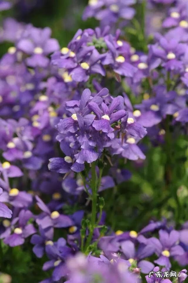 九龙招财风水阵法 五龙祥云风水阵