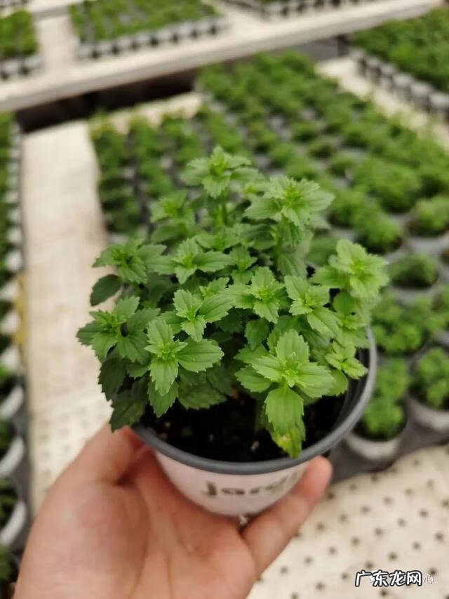 九龙招财风水阵法 五龙祥云风水阵