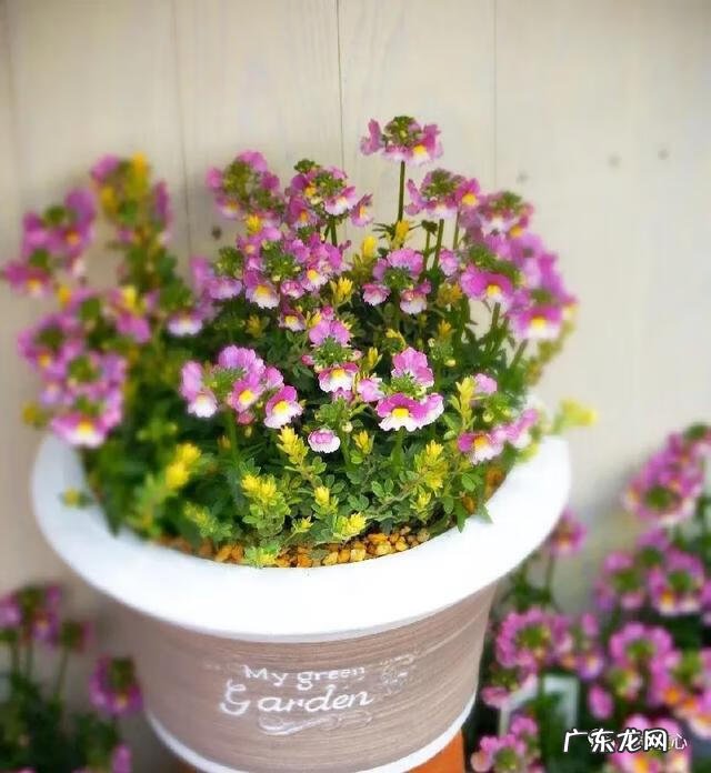 九龙招财风水阵法 五龙祥云风水阵