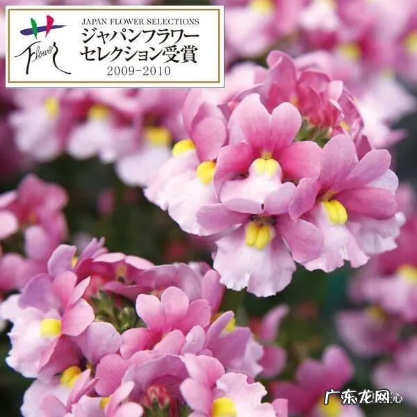 九龙招财风水阵法 五龙祥云风水阵