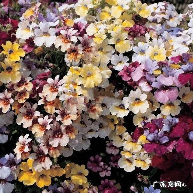 九龙招财风水阵法 五龙祥云风水阵