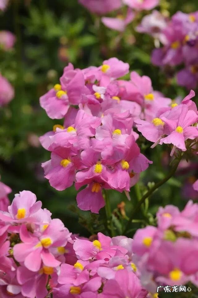 九龙招财风水阵法 五龙祥云风水阵