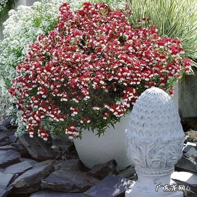 九龙招财风水阵法 五龙祥云风水阵