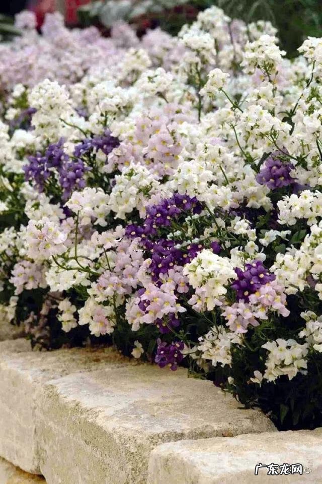 九龙招财风水阵法 五龙祥云风水阵