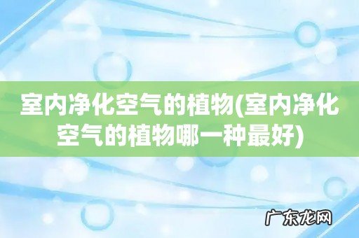 室内净化空气的植物哪一种最好 室内净化空气的植物