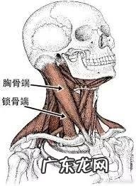 胸锁乳突肌在哪个位置 胸锁乳突肌位置