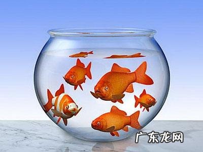 养鱼要看风水吗 养鱼可以看风水吗吗