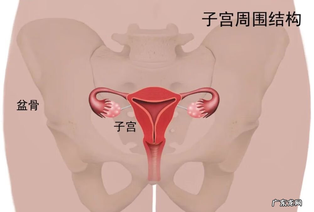 子宫腺肌症是什么病怎么引起的 什么是子宫腺肌症?