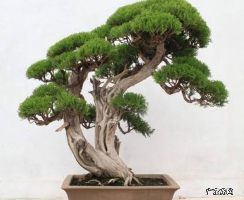 侧柏树种在家风水 侧柏树盆栽