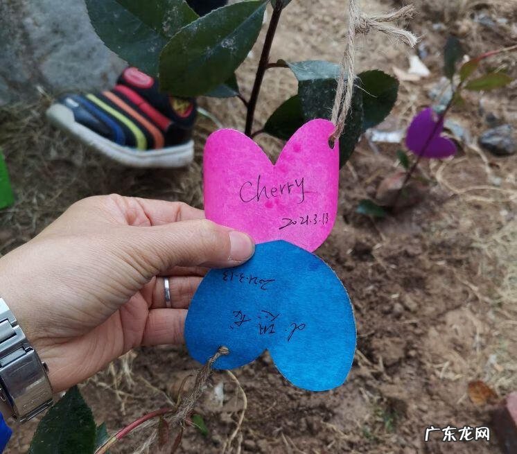 植树节来历和意义简介 植树节来历和意义简介20字